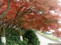 -上海市保健医疗中心(华东疗养院)