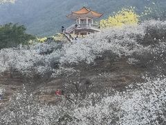 -广州市流溪河国家森林公园
