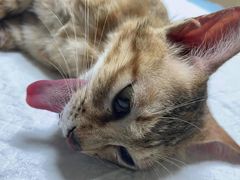 -乐琪宠物医院·犬猫专科·骨外科·急重症
