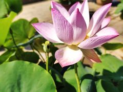 -莲花池公园