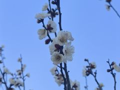 -香雪海