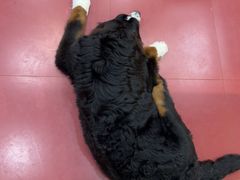 -和它·交个朋友·狗咖猫咖(爱琴海店)