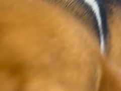 -有喵·猫咖·狗咖·30几只猫10只小狗(岗厦店)