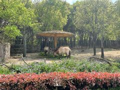 -常州淹城野生动物世界