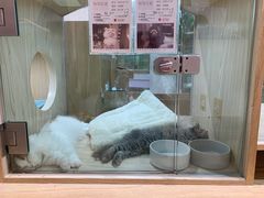 -屋虎猫馆(宝安大仟里店)