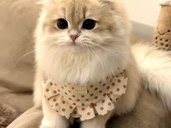 -猫十亿·布偶金渐层·曼基康矮脚猫舍(青年路店)