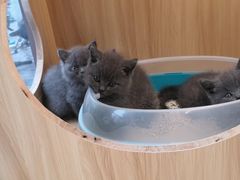 -家有小宠宠物美容(双楠街店)