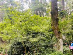 -岳麓山风景名胜区