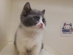 -十年猫舍·猫咪专门店(普陀店)