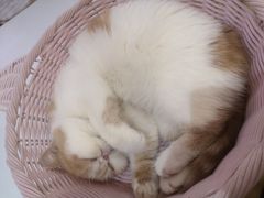 -滚猫咖啡·猫咖·猫友好撸猫(未来城店)
