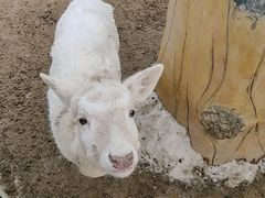 -石家庄市动物园