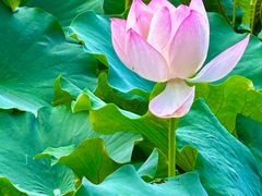 -四川大学(华西校区)