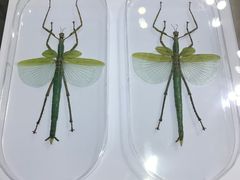 -上海昆虫博物馆