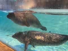 -萌宠奇缘(荣鼎店)