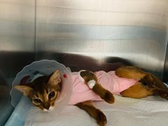 -中农国际动物医院24小时·猫科·骨科·急重症中心