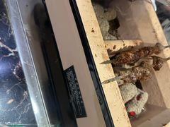 -运德成·天津老味烧烤(广开二马路店)