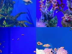 -海合安武汉极地海洋公园