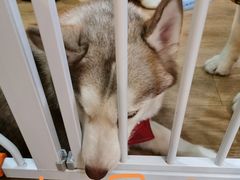 -Husky Go! 哈士奇体验馆·宠物咖啡厅狗咖