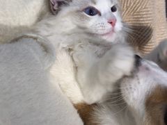 -听TA说宠咖·宠物生活馆(天韵水岸店)