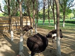 -长白岛森林公园