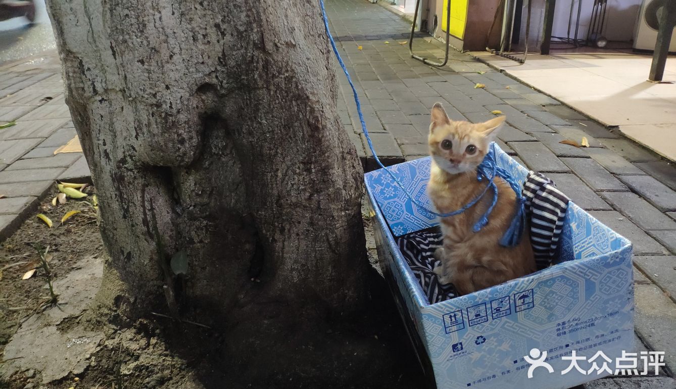 蒲庙超正的粉虫和好吃的粉