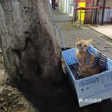 蒲庙超正的粉虫和好吃的粉