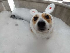 -Oh My Dog宠物沙龙(伊珊娜皮毛护理店)