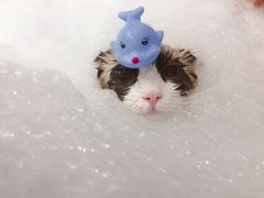 -PETKIT小佩宠物(古北店)