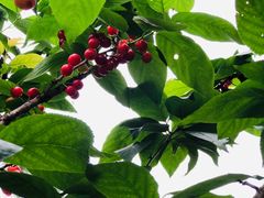 -樱桃山旅游景区