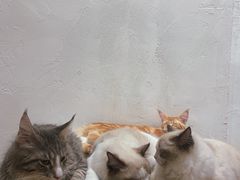 -猫友咖啡店(玉林西路店)