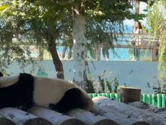 -西霞口神雕山野生动物世界