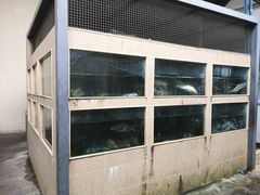 -胖大姐黄辣丁鱼庄(新津店)
