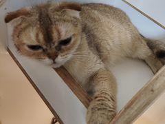 -楼上猫咖(罗湖店)