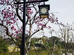 -江心屿景区