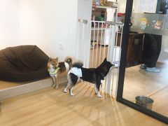 -南京Hallo宠物乐园·哈罗犬舍·柴犬繁育基地