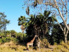 -奥兰多迪士尼动物王国乐园