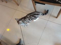 -平行世界·猫咖(首经贸店)