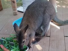 -正佳雨林生态植物园