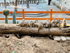 -北京野生动物园