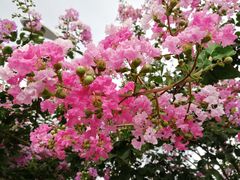 -大王岭农庄