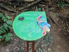 -西双版纳原始森林公园