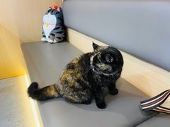 -喵园·猫主题咖啡厅·撸猫·猫咖(国贸店)