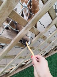 -萌宠亲子动物乐园(槐房万达店)