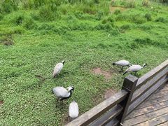 -普洱太阳河森林公园
