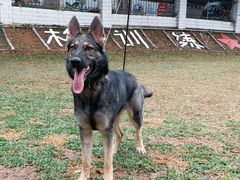 东德犬-良成狗狗乐园