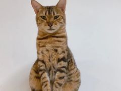 -Heymao猫咖.咖啡厅(东门店)