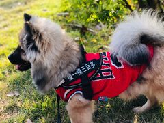 -乐琪宠物医院·犬猫专科·骨外科·急重症