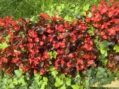 -庐山风景区花径公园