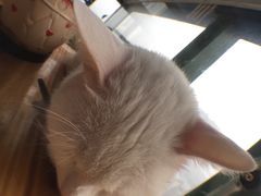 -萌喵宠狗爱心宠咖