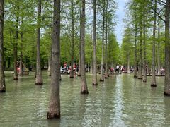 -泗洪洪泽湖湿地景区